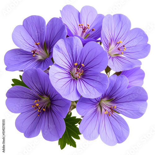Vibrant Geraniums: An exquisite close-up showcases the delicate beauty of a cluster of vibrant purple geranium flowers, each petal meticulously detailed, radiating freshness and floral allure.