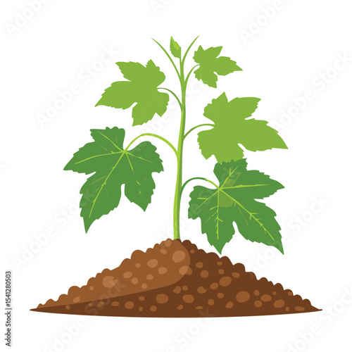 Young Green Plant Growing from Soil