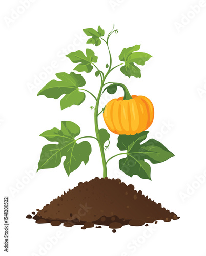 Healthy Pumpkin Plant from Soil