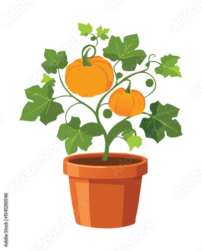 Healthy Pumpkin Plant in Pot