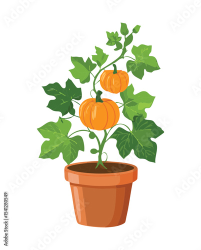 Pumpkin Plant Growing in Pot
