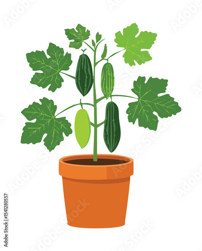 Cucumber Plant Growing in Pot