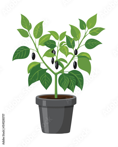 Black Pepper Plant in Pot