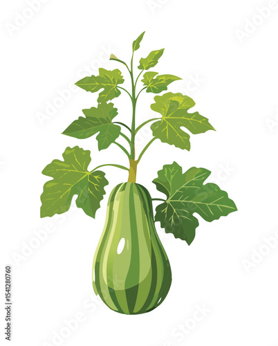 Large Squash Vegetable Plant