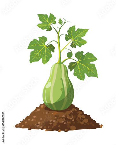 Squash Vegetable Growing Outdoors