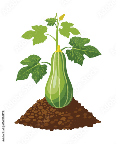Marrow Plant Growing in Garden