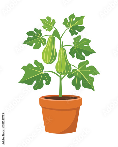 Marrow Plant with Green Fruit