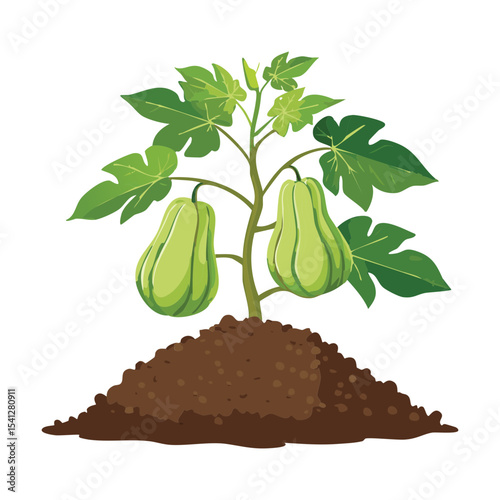 Marrow Plant Growing in Garden