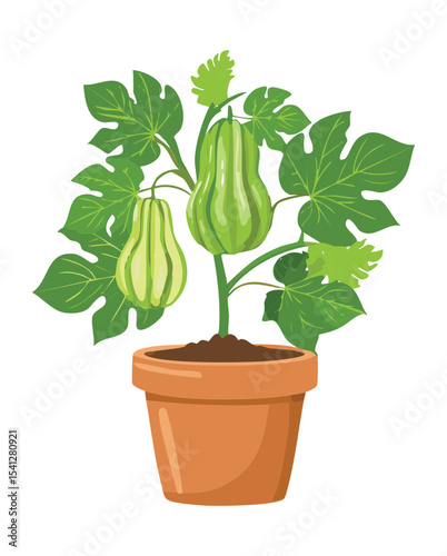 Marrow Vegetable Plant in Pot
