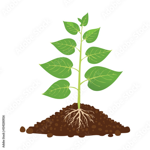 Young Green Plant Growing from Soil