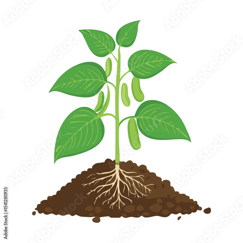 Bean Plant Growing from Soil