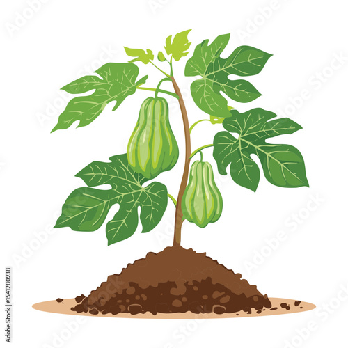 Long Gourd Plant with Mature Fruit