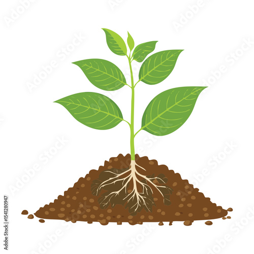 Young Green Sprouting Plant from Soil