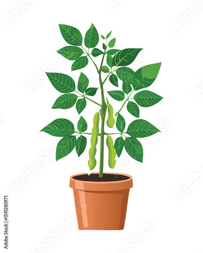 Fresh Green Bean Potted Plant
