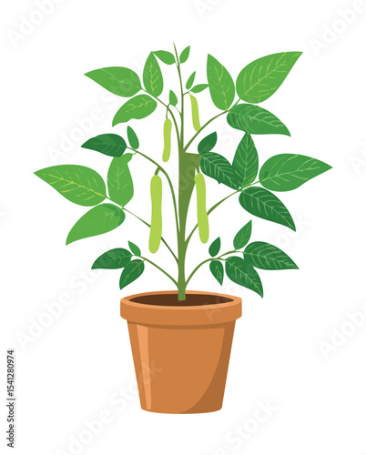 Bean Plant Growing in Pot
