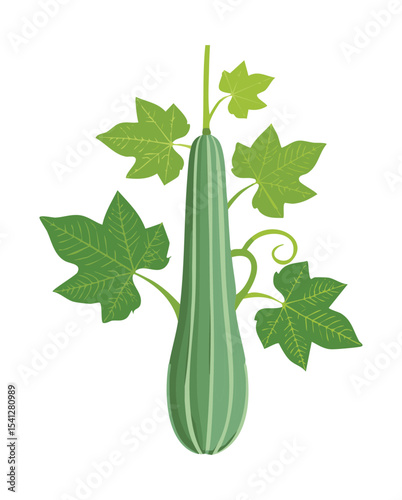 Long Gourd Plant with Fruit in Pot