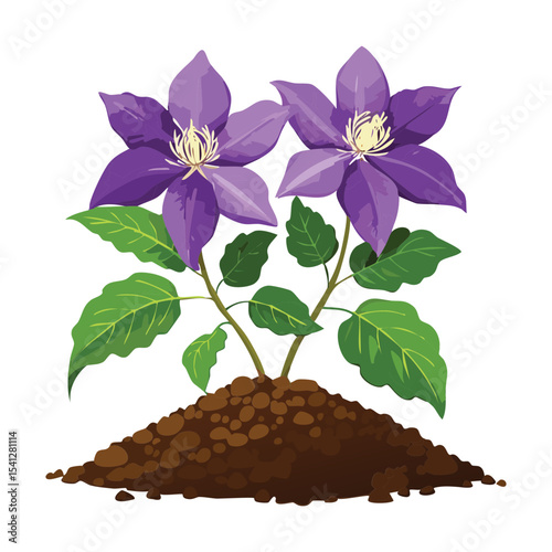 Healthy Purple Clematis Plant in Soil