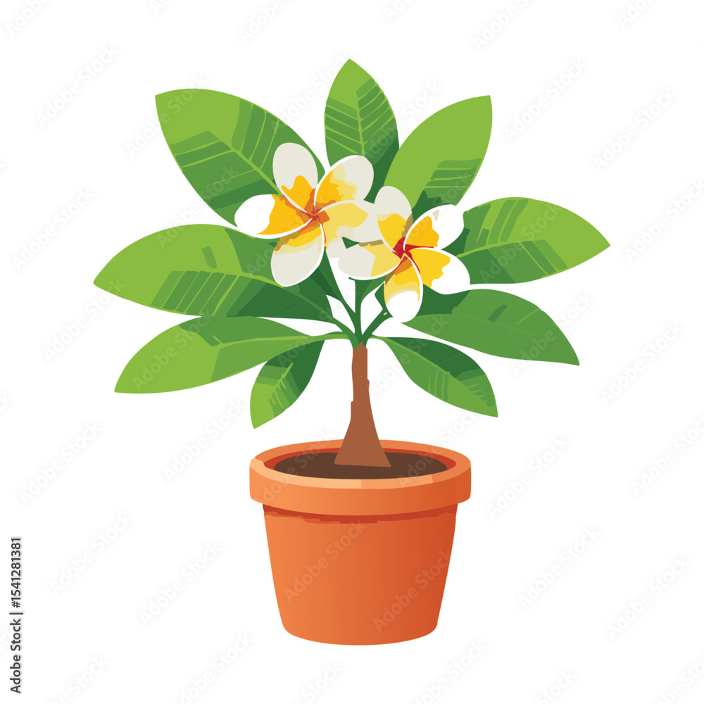 Fototapeta premium Plumeria Tree with White Flowers