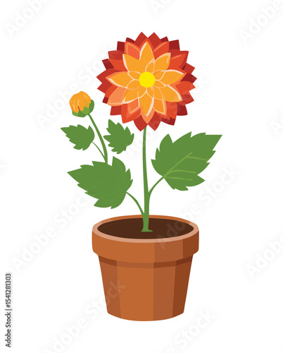 Orange Chrysanthemum Flower in Pot
