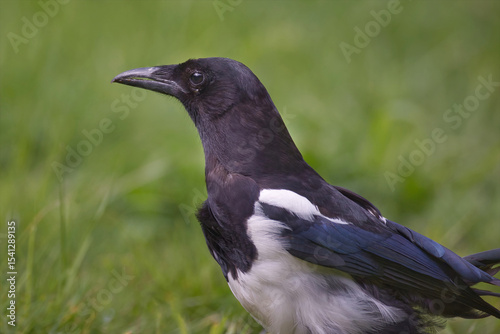 a close up three quarter length profile portrait of a magpie, Pica pica, as it stares to the left with a natural out of focus background and space for text