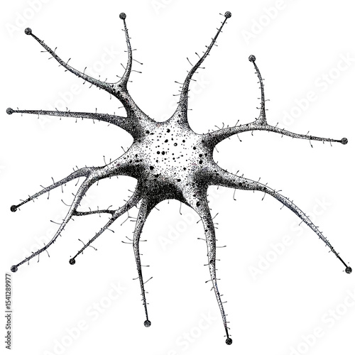 Detailed black and white neuron cell illustration with dendrites and axon terminals in scientific vector style on white background for medical and biology concept