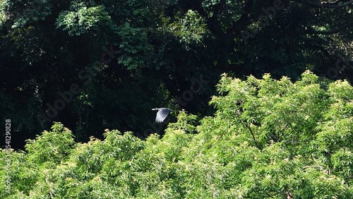 crow