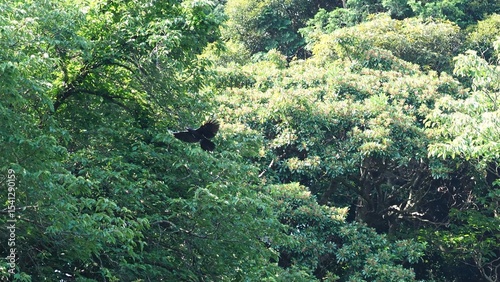 crow