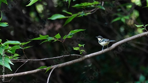 japanese tit 