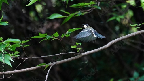 japanese tit 