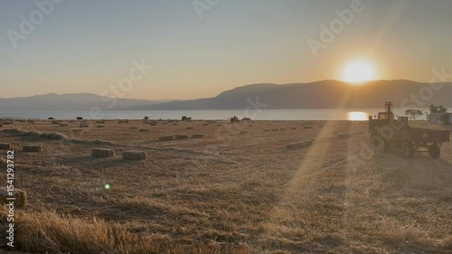 Farmers preparing hay bales in a wheat field at sunset. Farmers working in the field with a tractor.