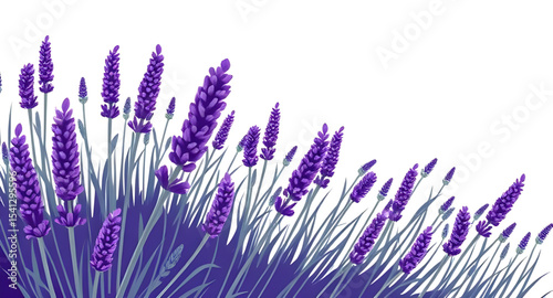 Lavender, lavender flower, lavender plant, isolated lavender, white background, botanical illustration, herb vector, purple flower, aromatherapy plant, floral element, fragrant herb, natural remedy, e