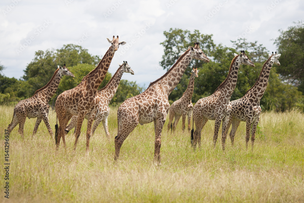 Fototapeta premium giraffe in the savannah