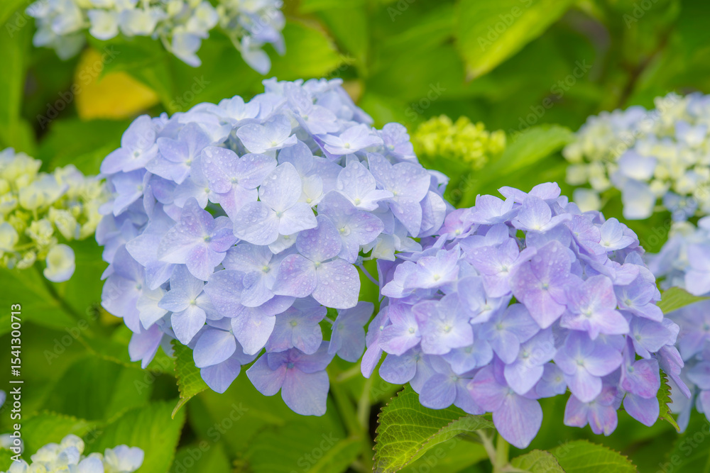 梅雨の季節を彩る青色のあじさい 梅雨の季節を彩る青色のあじさい