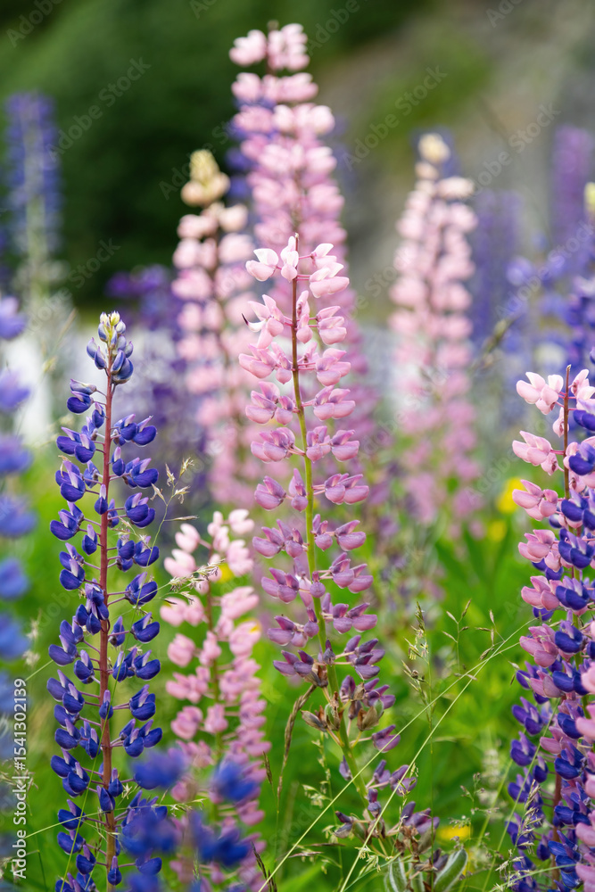 Fototapeta premium Colorful flowers on the meadow