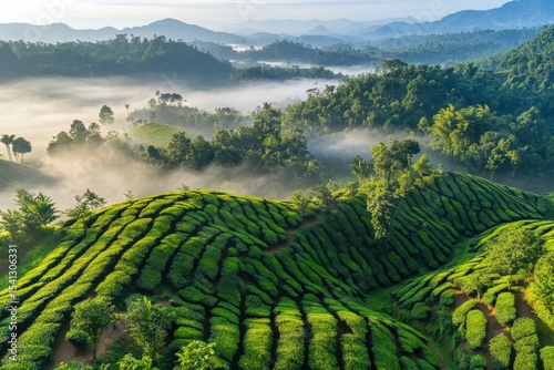 Lush Green Tea Plantation with Rolling Hills and Misty Mountains