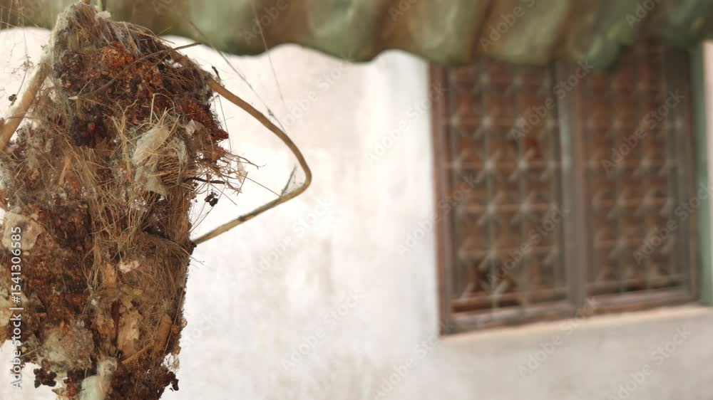 Indian sunbird (spiderhunter) nest