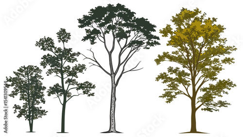 Vector art of four trees of varying heights and colors, isolated on transparent background