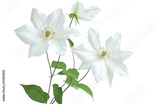 High-resolution clematis flower cluster png on transparent background, isolated botanical cutout ideal for floral design overlays, wedding invitations, scrapbooking, and digital artwork