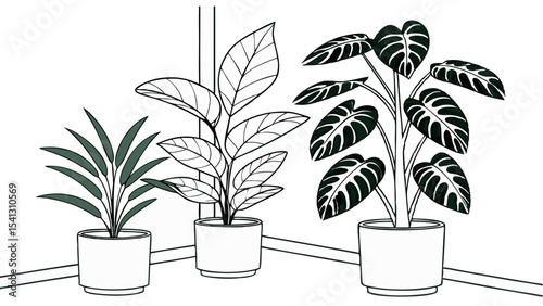 Vector art of three potted houseplants, isolated on transparent background, a corner arrangement of leafy greens and dark foliage in minimalist white pots