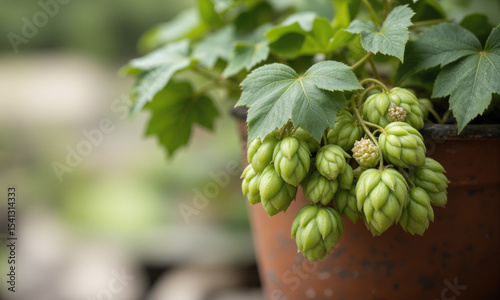 Hops (Humulus lupulus) Twining vine with deeply lobed green leaves and decorative cone-like flowers, grown in a rustic clay pot,