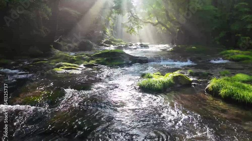 新緑の菊池渓谷