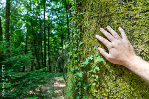A man's hand touches the trunk of a large tree in the forest with copy space.