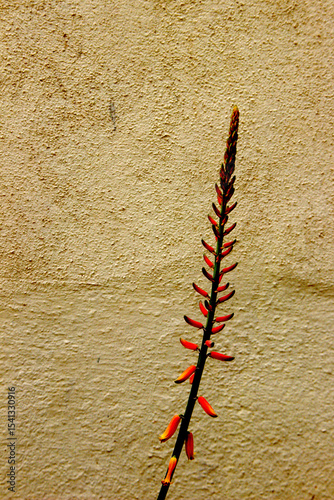 Bunch of Aloe Vera Flower Buds