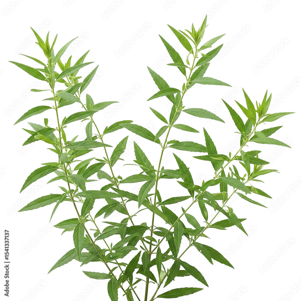 Obraz premium Bitter Leaf Plant – Sambiloto