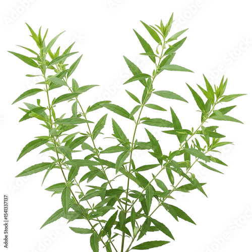 Bitter Leaf Plant – Sambiloto 