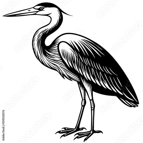 Great blue heron bird black and white illustration