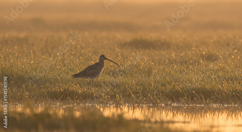 Curlew at Dawn in Marsh PNG photo