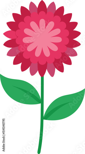 Aster, China on white background