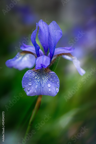 Garden flowers irises jasmine in the summer garden.