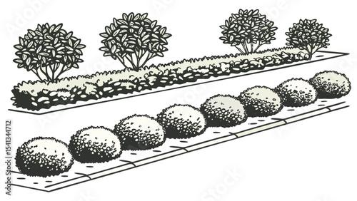 Vector art of a meticulously arranged landscape design featuring lush shrubs and boxwood balls, isolated on transparent background